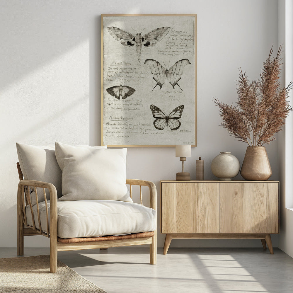Butterfly Illustrations | Poster
