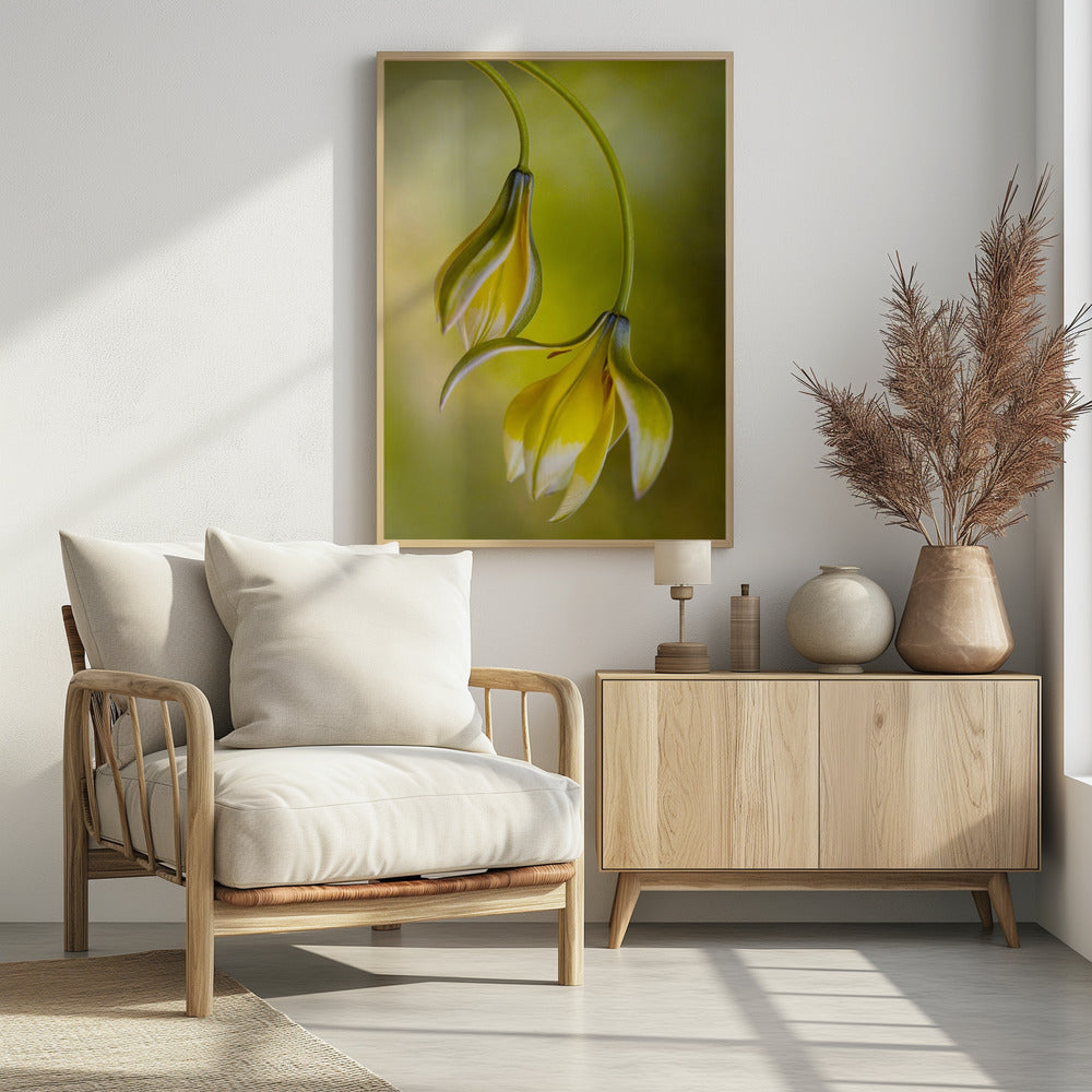 Tulipa | Poster