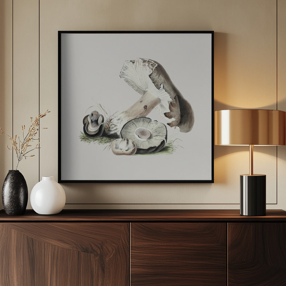 Vintage Agaricus Augustus Mushroom | Poster