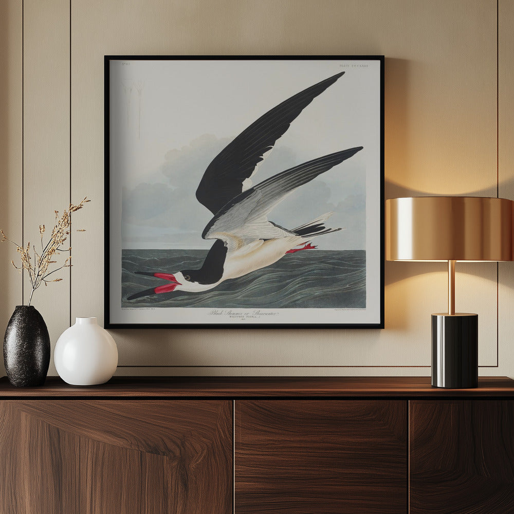 Black Skimmer From Birds of America (1827) | Poster