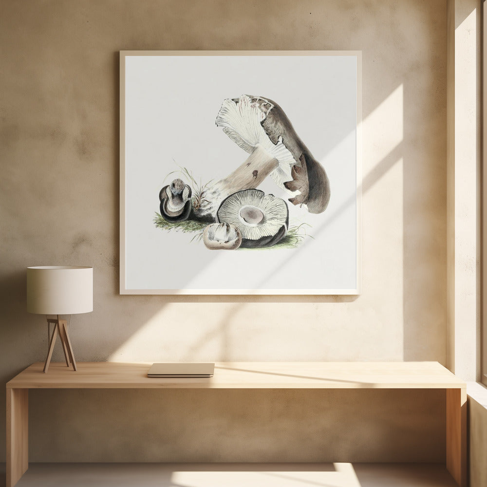 Vintage Agaricus Augustus Mushroom | Poster