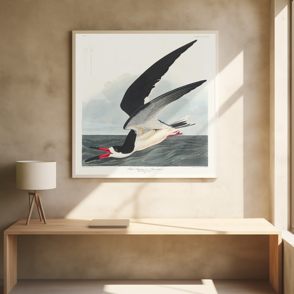 Black Skimmer From Birds of America (1827) | Poster