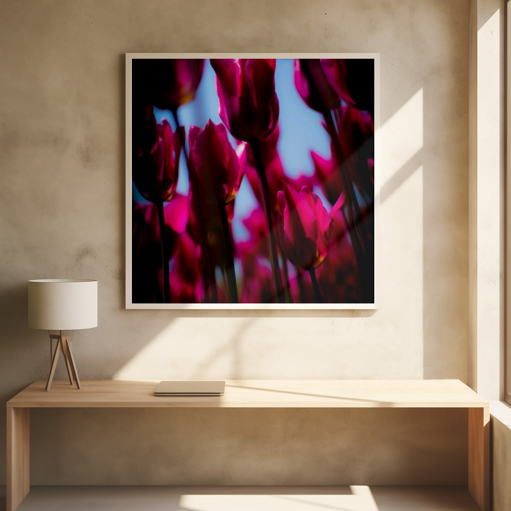 Purple Tulips | Poster