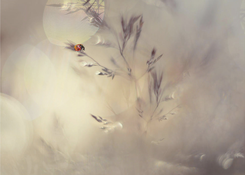 Little lady | Poster