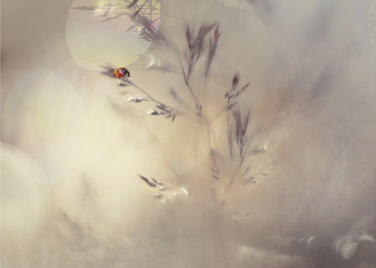 Little lady | Wallpaper