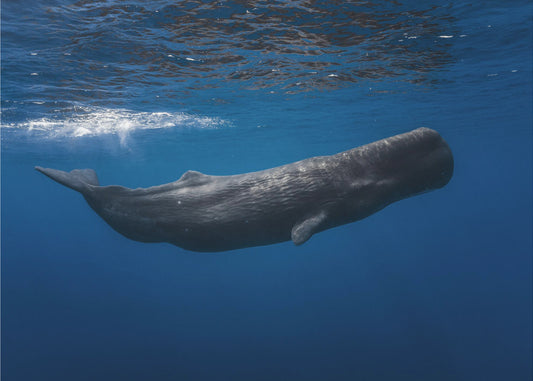 Sperm whale | Canvas