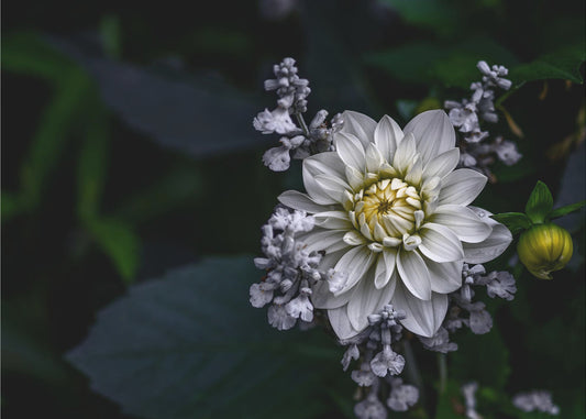 Dahlia flower | Poster