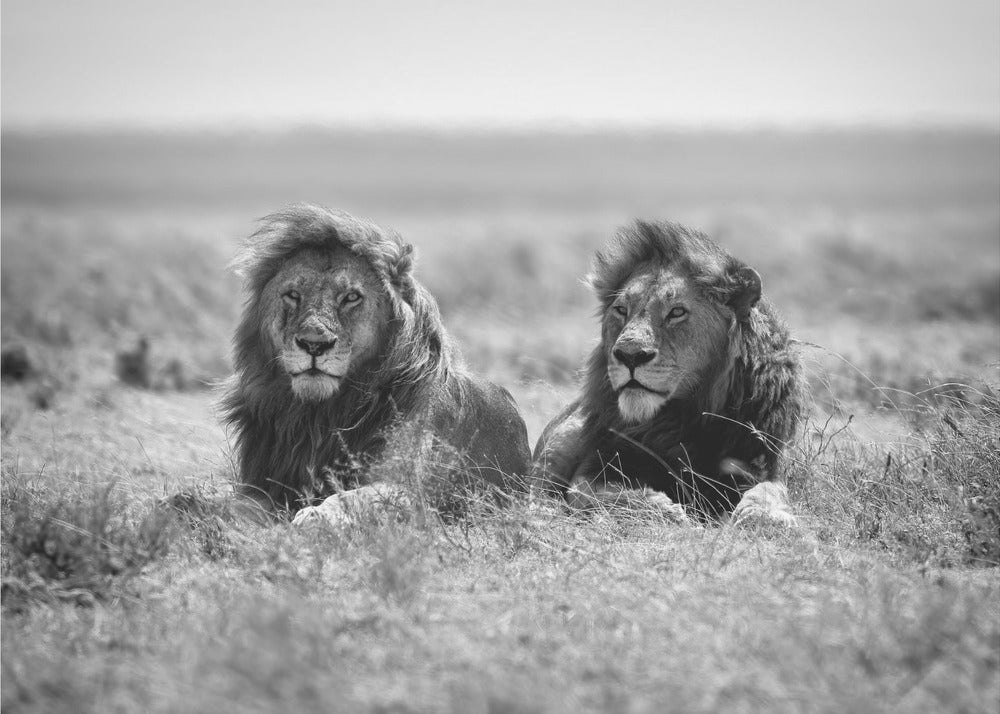 Two kings | Canvas