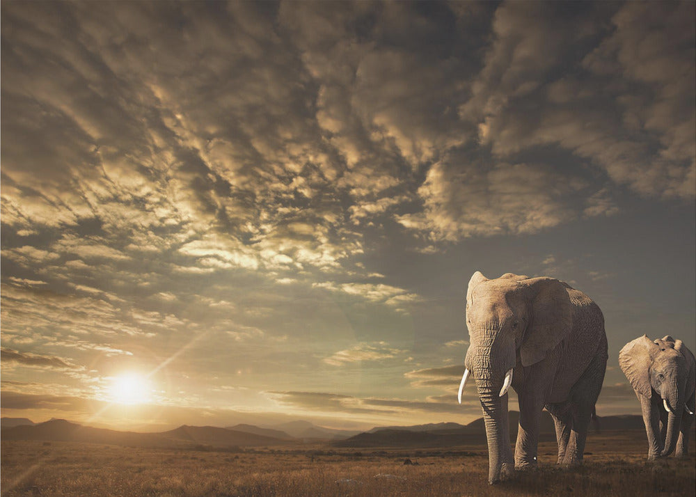 Walking in Savannah | Wallpaper