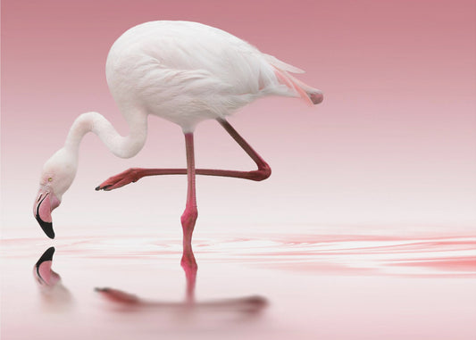 Flamingo | Poster