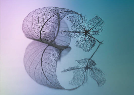 Story of leaf and flower | Poster