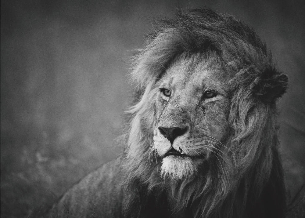 Regal | Canvas