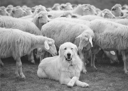 The Boss | Wallpaper