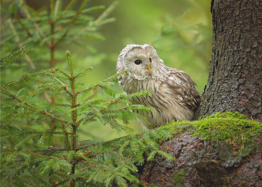 Ural Owl | Canvas