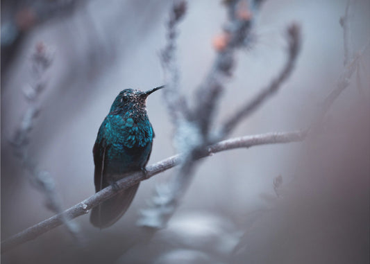 Electrical Blue | Canvas