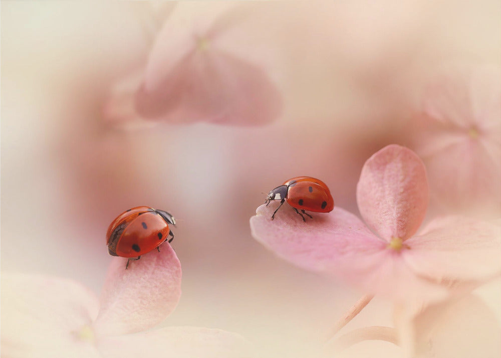 Ladybirds on pink hydrangea. | Canvas