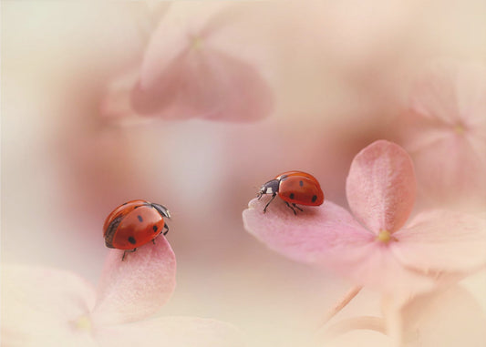 Ladybirds on pink hydrangea. | Canvas
