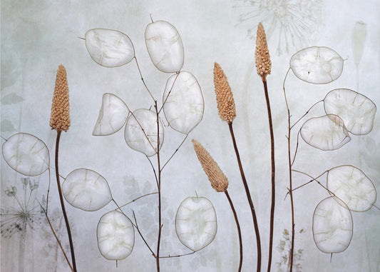 Lunaria | Canvas