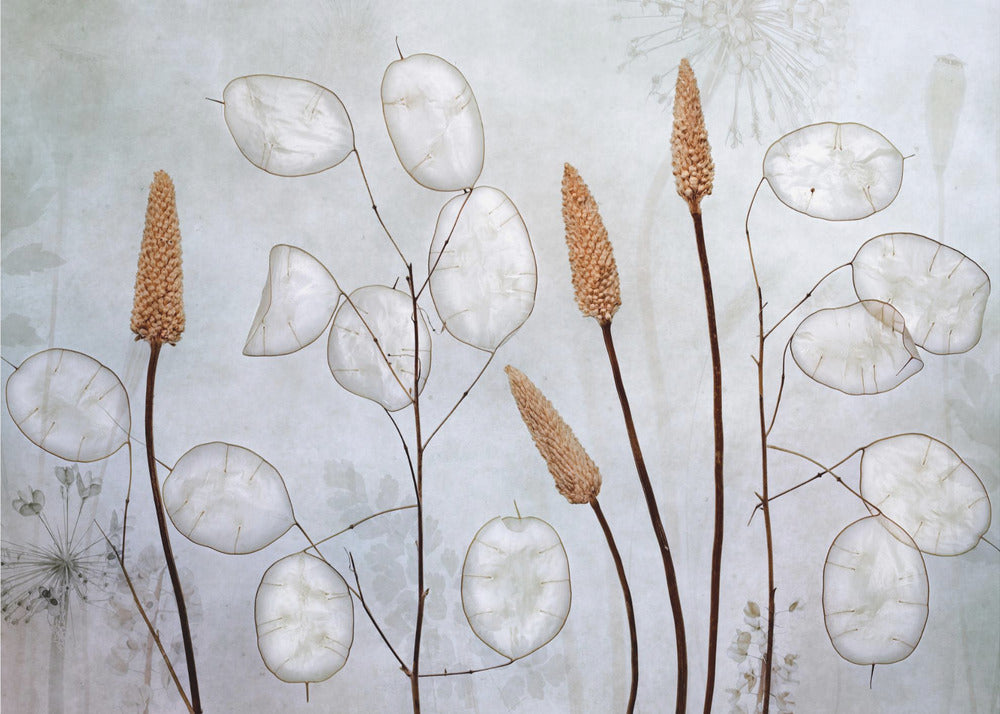 Lunaria | Wallpaper
