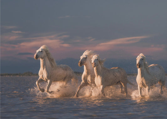 Angels of Camargue | Poster