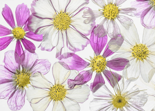 Keeping Summer | Canvas