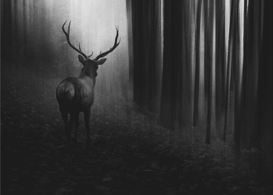 Stag | Canvas