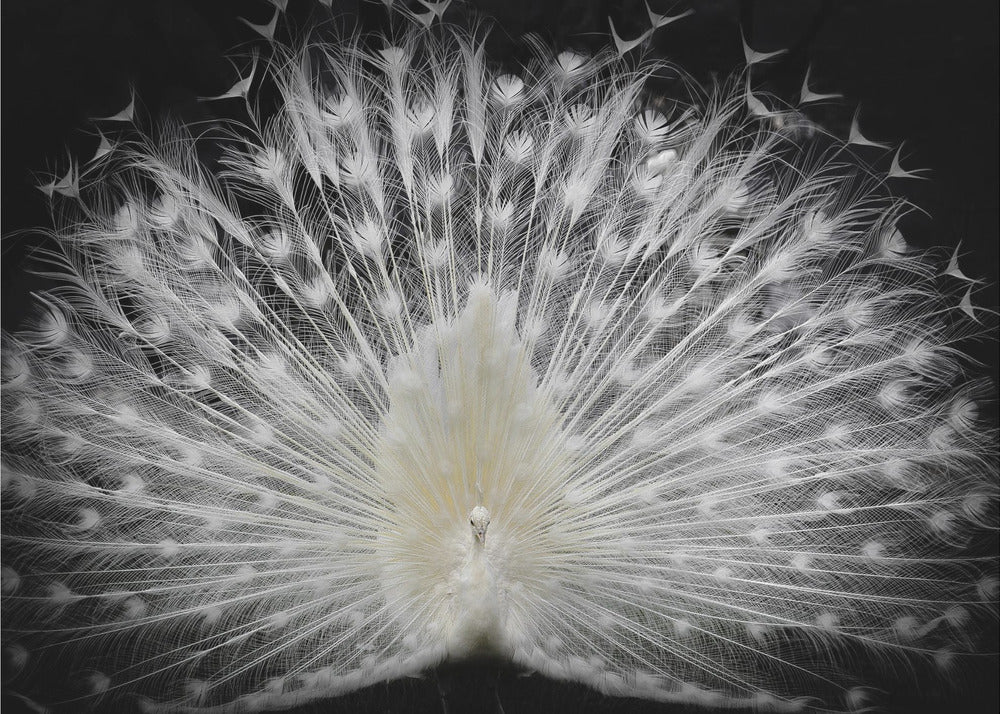 black and white, | Poster