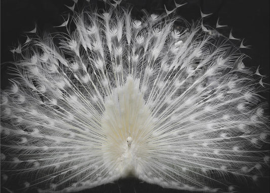 black and white, | Poster