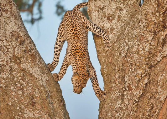 Upside Down | Wallpaper