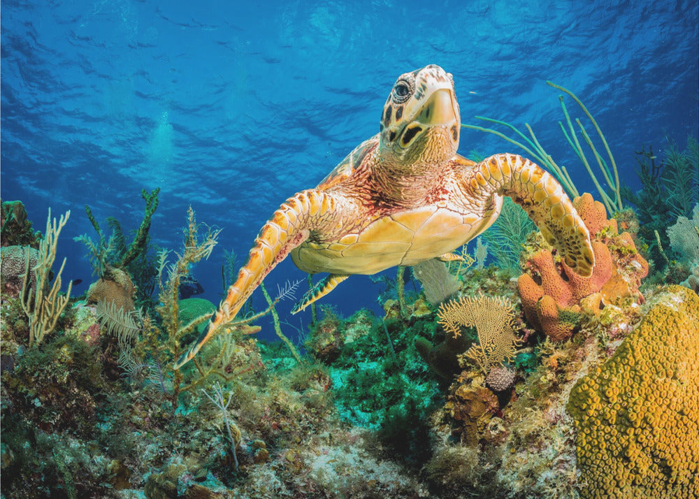 Hawksbill turtle swimming through Caribbean reef | Canvas