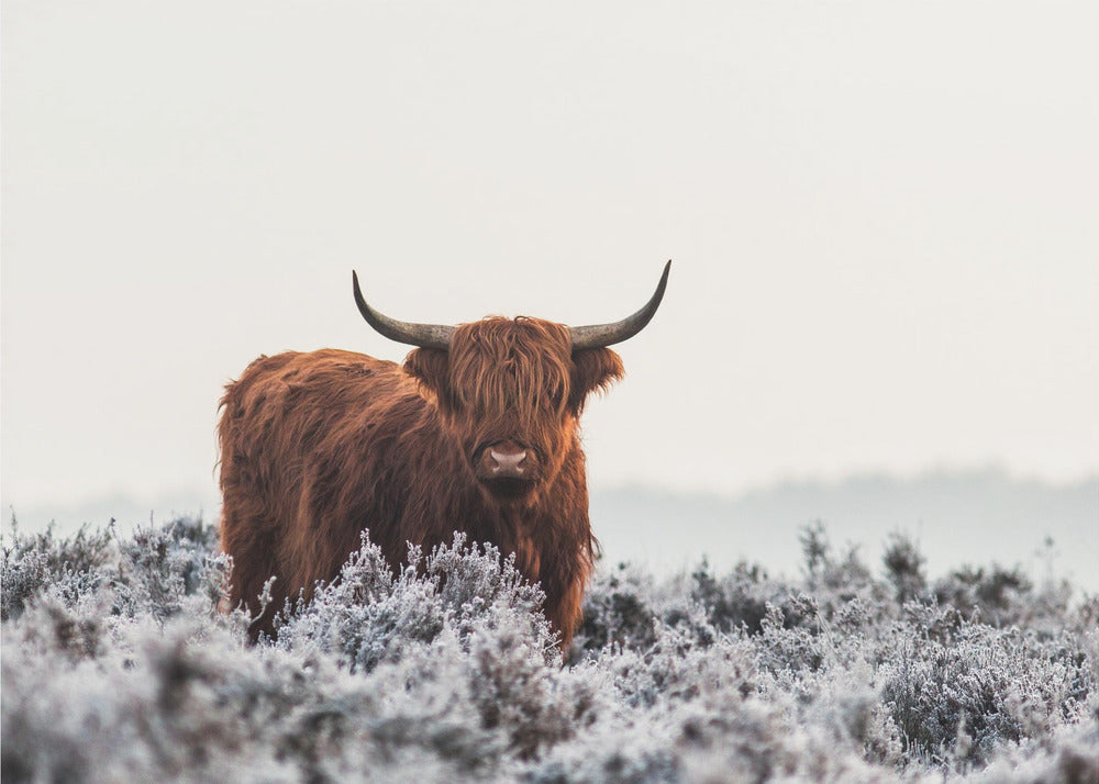 Highlander | Canvas