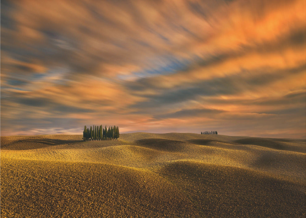 Cypresses... | Wallpaper