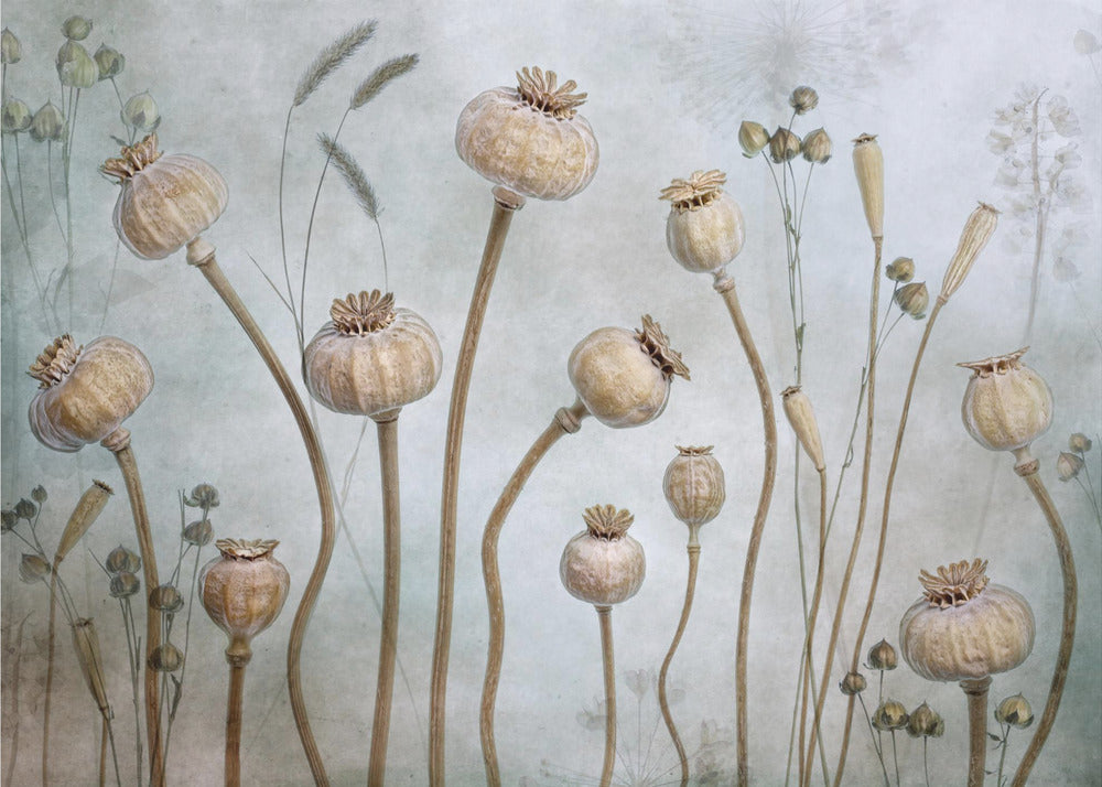 Papaver | Canvas