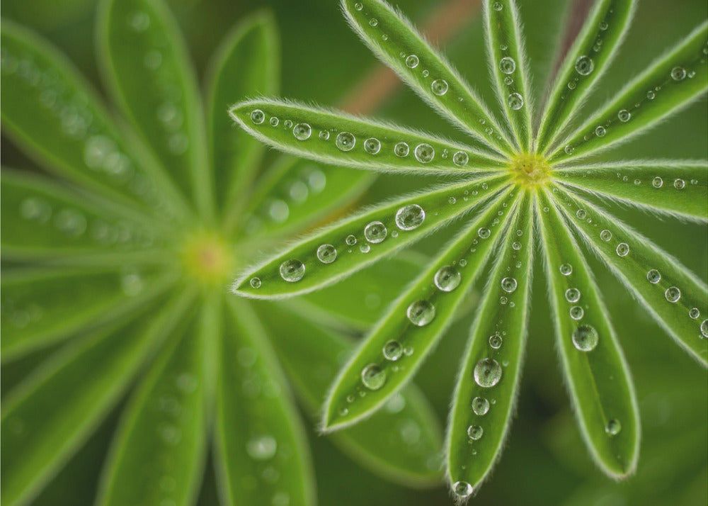 Pearly Lupine | Wallpaper