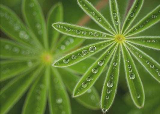 Pearly Lupine | Wallpaper