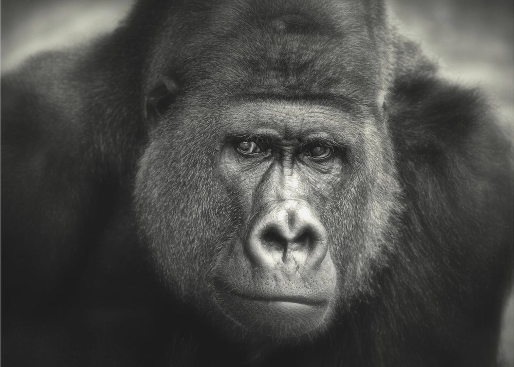 LITTLE SMILE .... | Poster