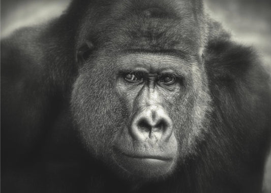 LITTLE SMILE .... | Poster