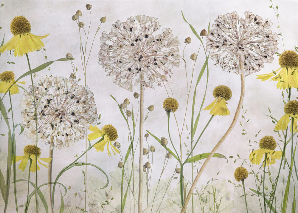 Alliums and heleniums | Poster