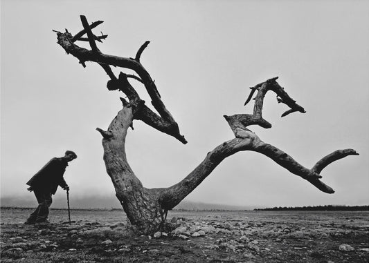 Old Man and Tree | Wallpaper