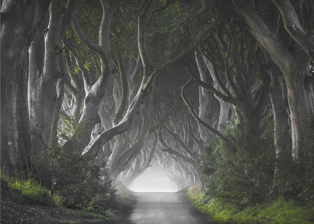 DARK HEDGES | Poster