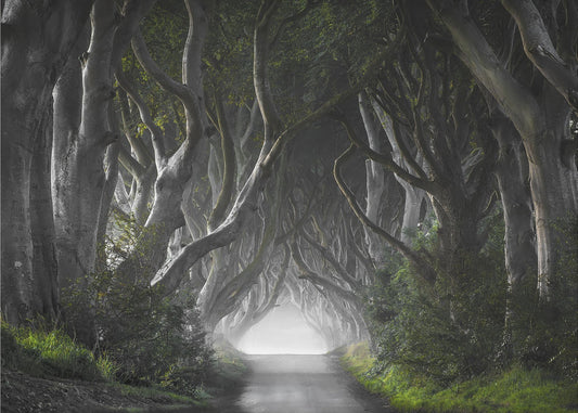 DARK HEDGES | Poster