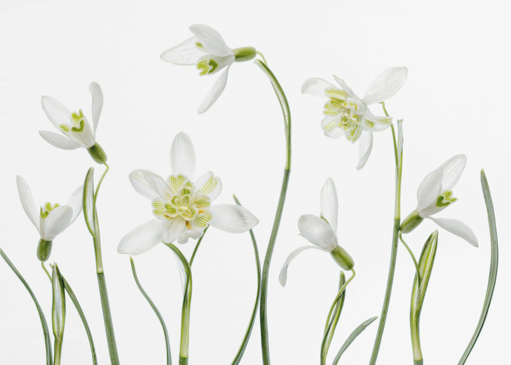 Spring Snowdrops | Poster