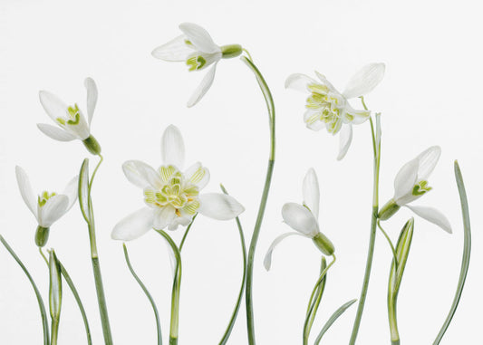 Spring Snowdrops | Poster