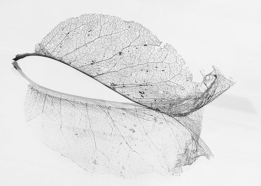 The old leaf | Poster