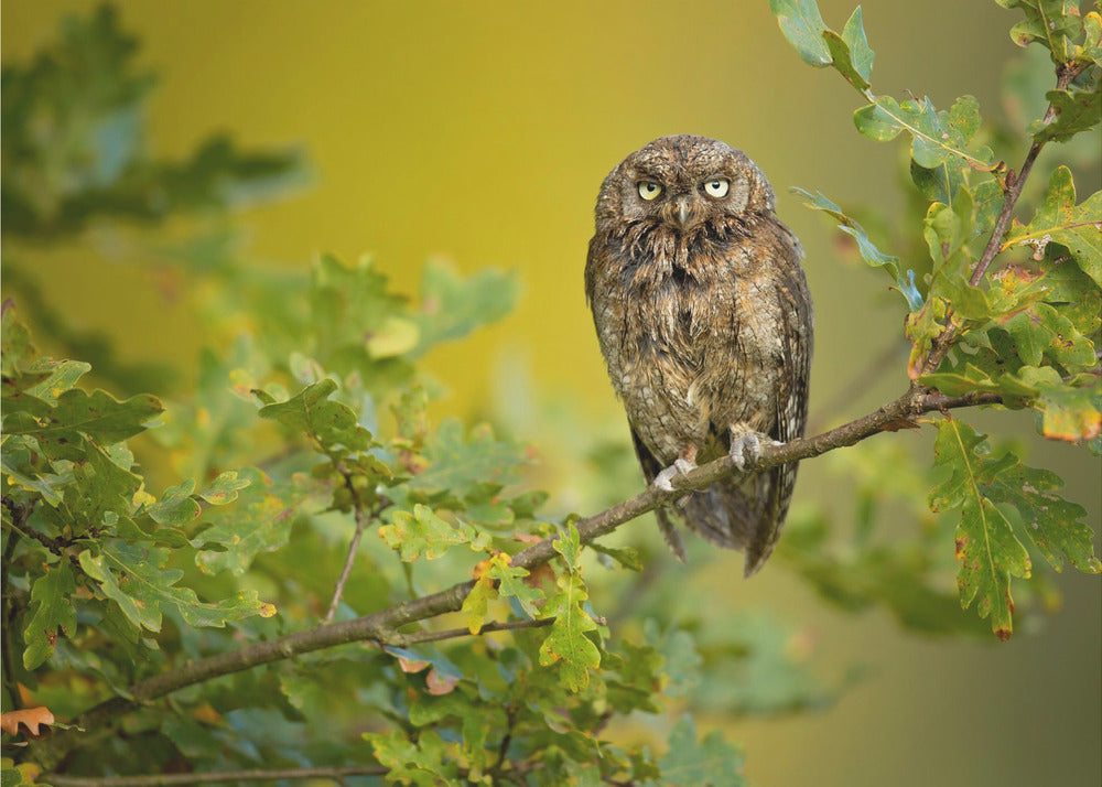 Eurasian Scops Owl | Wallpaper