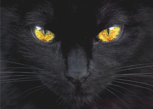 The hypnotist of the night | Poster