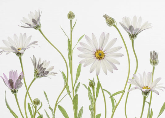 Cape Daisies | Canvas