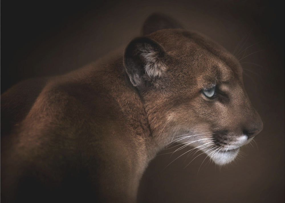 Puma | Wallpaper