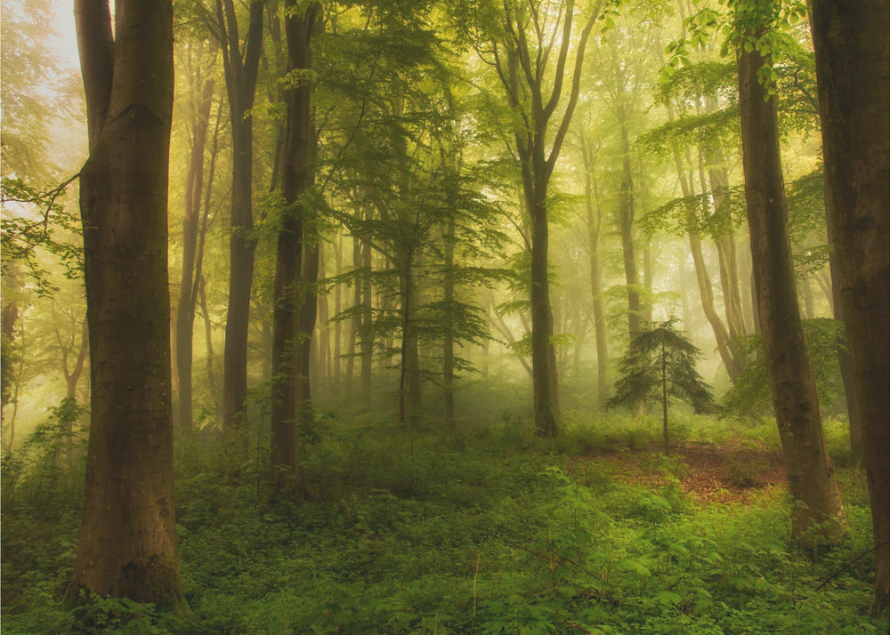 The little tree | Wallpaper