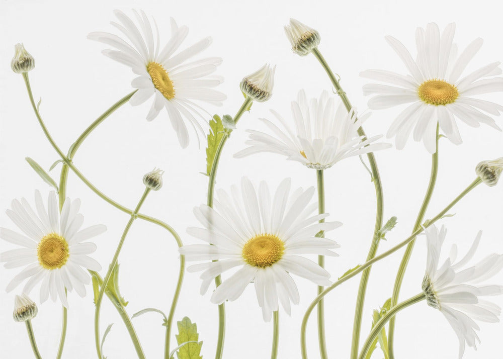 Ox eye Daisies | Canvas